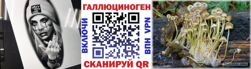 где можно купить Староминская Псилоцибиновые грибы Psilocybine cubensis